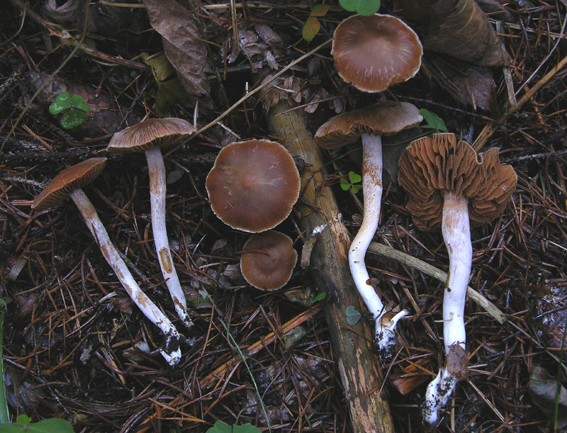 Cortinarius da determinare...finalmente.